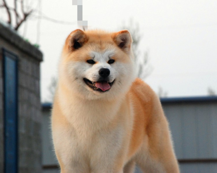 秋田犬在原来的日本犬为中小型,没有大型品种.