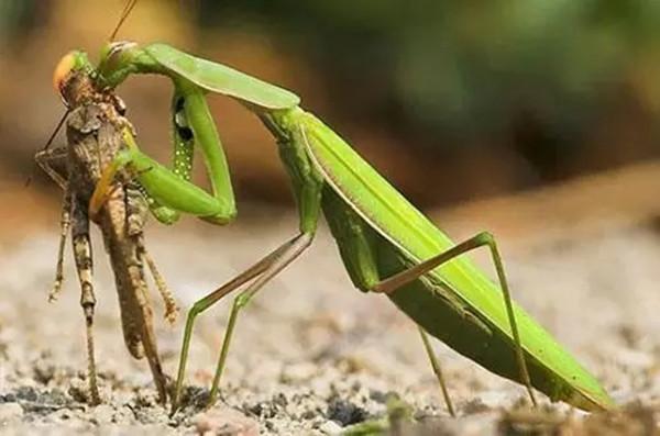 螳螂喜欢生活在荒草比较多的地方,靠捕食小昆虫为食,偶尔偶尔也会吃点