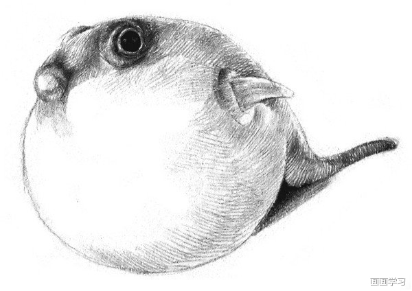 如何学素描——素描动物小河豚的绘画教程