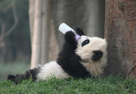 看完小熊猫们喝奶的样子,感觉口水都快流下来了!
