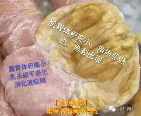 两万元养好腺胃肌胃多赚2万元不是事