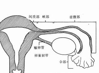 输卵管独白:请你做到4点,让我寿命和人生一样长