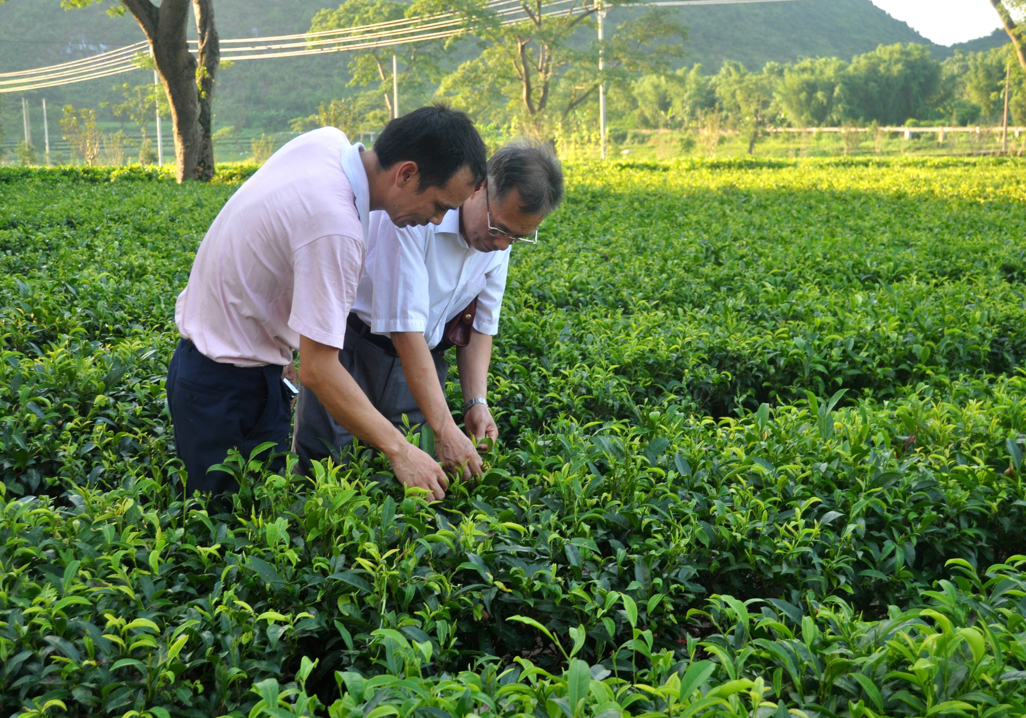 (图/英德红茶创始人,国家级制茶专家袁学培教授及其弟子邓伟大老师