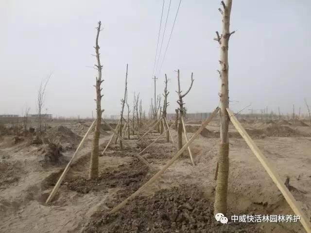 移栽树木后遮阳网怎么搭_树木移栽(3)