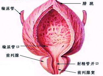 前列腺囊肿从尿道插管治疗后还需要肛门治疗么