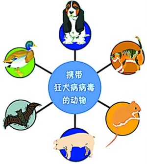 养宠物人群要长点心,关于狂犬病,你必须知道的