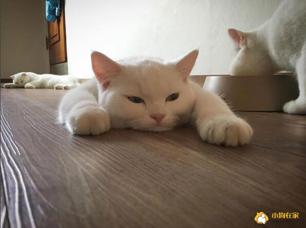 可爱白猫四脚趴地睡觉一脸疲惫"累得跟狗一样"