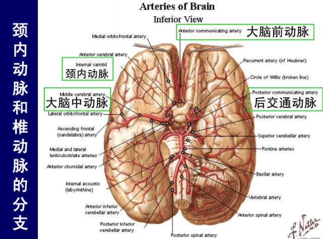 脑血管断层解剖你想要的都在这里