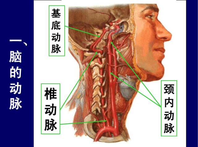 脑血管断层解剖,你想要的都在这里