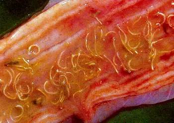 绦虫 是一种巨大的肠道寄生虫,有时能使猪及牛受到病害.
