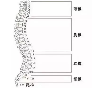 脊柱是人体的第二条生命线,是非常重要的,如果脊柱遇到问题了,会对