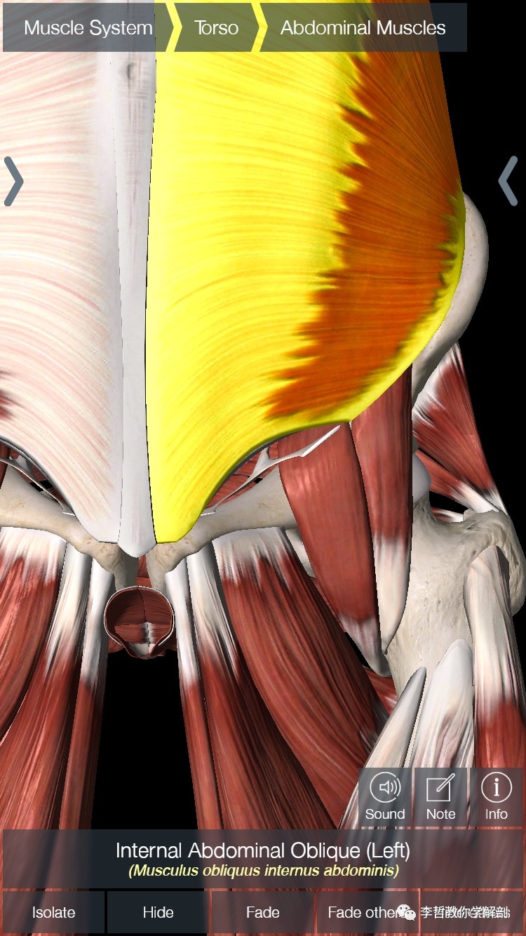 学员精彩笔记(14)---耻骨联合周边附着的主要肌