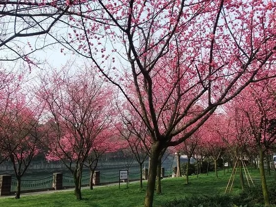 浣花溪公园里的梅园以水为主,种植有梅花,竹子,水,桥,绿树交融为