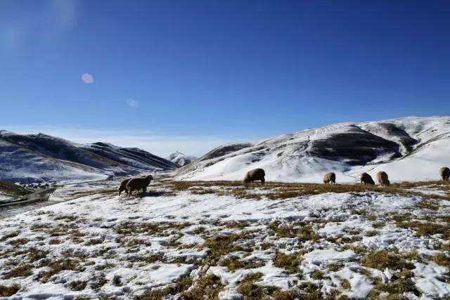 其它 正文  99%的中国人都没有听说过, 会泽大海草山 中国最美的雪景