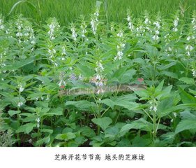 植物小清新:一年花事——野芝麻