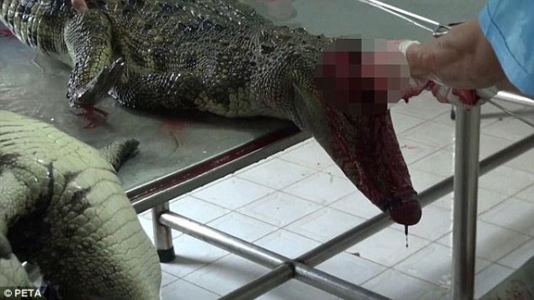 实拍名牌包背后的鳄鱼产业 鳄鱼皮遭残忍活剥