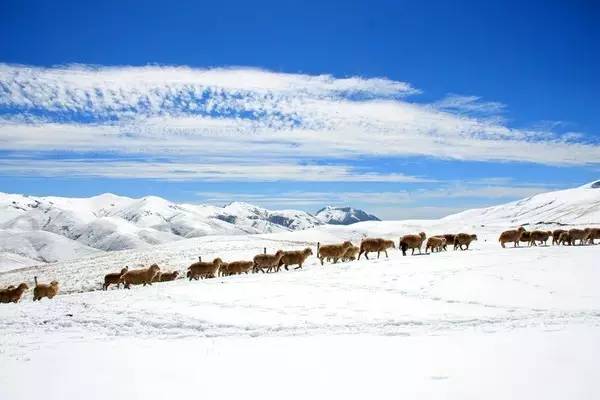 先锋旅游丨冬游会泽大海草山,烤着洋芋看最美雪景