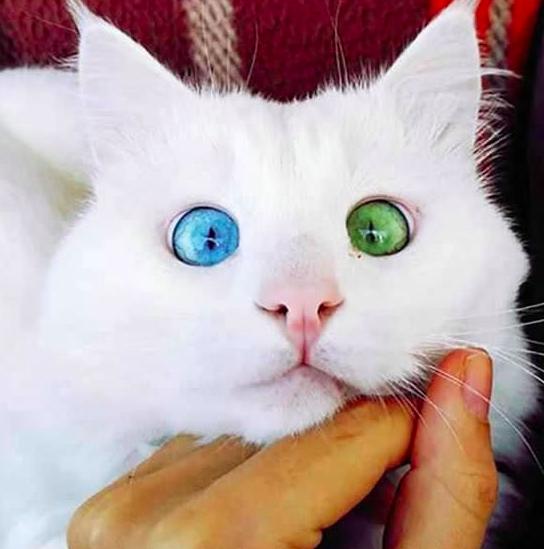 很多白色的猫咪拥有异色瞳.在光线充足的情况下,异色瞳非常明显.