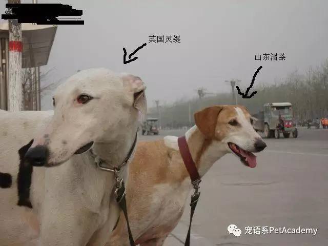 灵缇在追踪,猎杀,智商方面也远逊于中国本土地细犬.