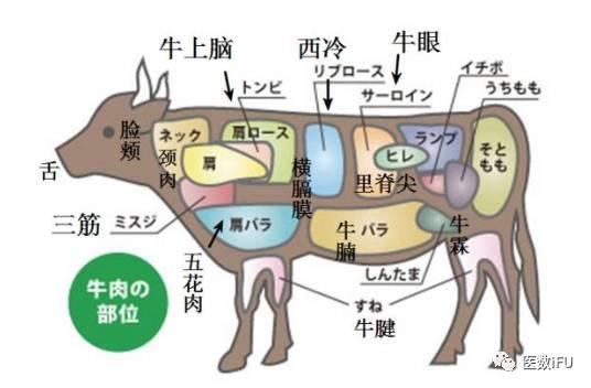 百叶毛肚是牛胃的话,那里脊蹄筋肉眼都是啥啊?