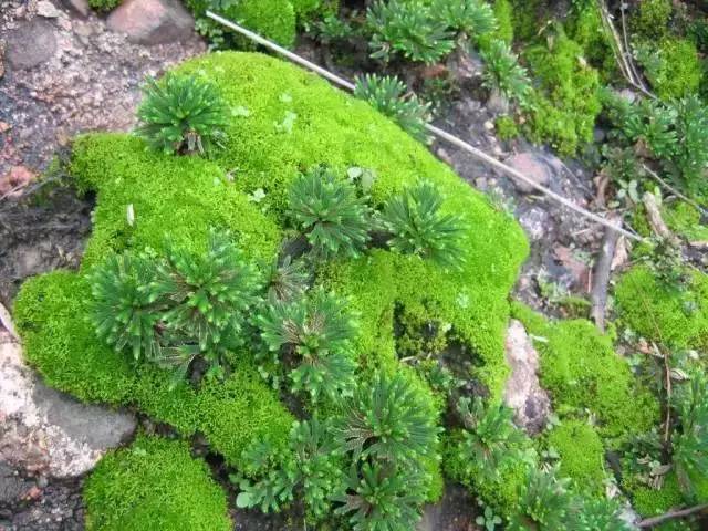 知识| 植物的十万个为什么,你不得不知道的植物常识!