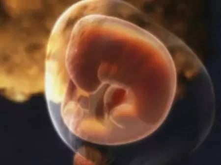 10月怀胎 胎儿每个月的样子你知道吗?