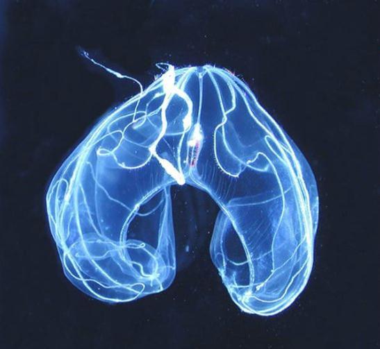 栉水母是一种奇异的会发光的水母.
