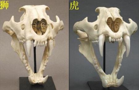 头骨对比对比图:虎, 毛色浅黄或棕黄色,满有黑色横纹;头圆,耳短,耳