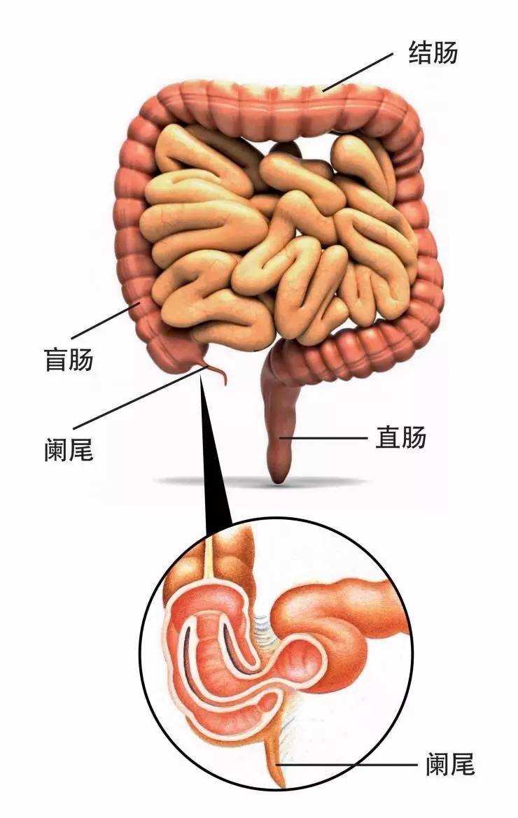 孩子,切莫饭后马上运动