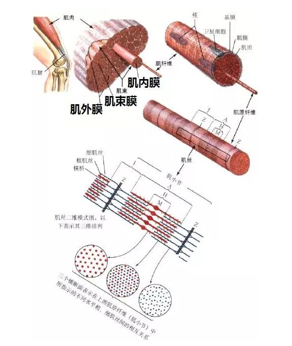 就是让自己的长度变短(收缩,我们做出任何肢体动作都是依靠肌肉收缩