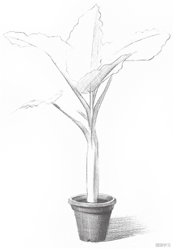 如何学素描—素描滴水观音盆栽的绘画教程