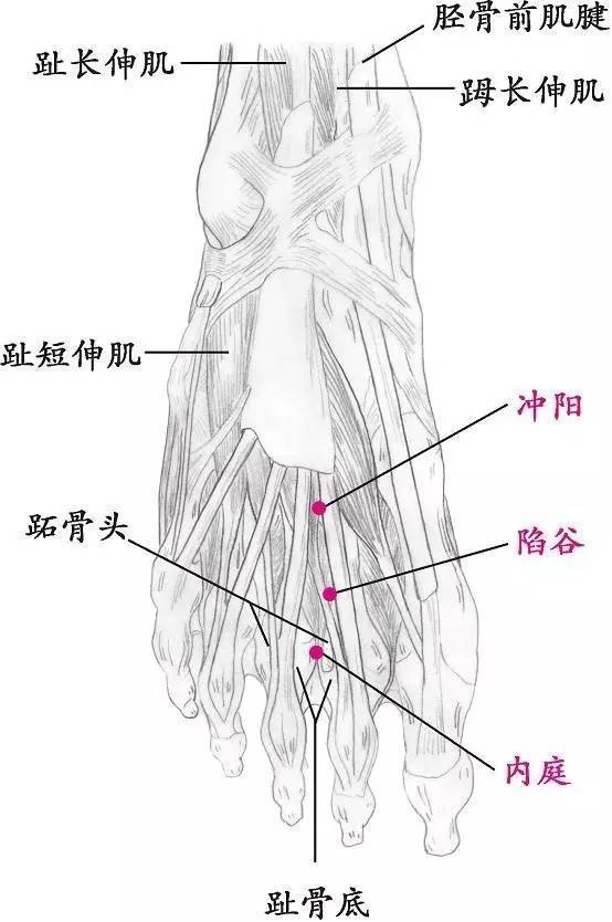 图9 合谷2五节:皮节,脉节,肉节,筋节,骨节.