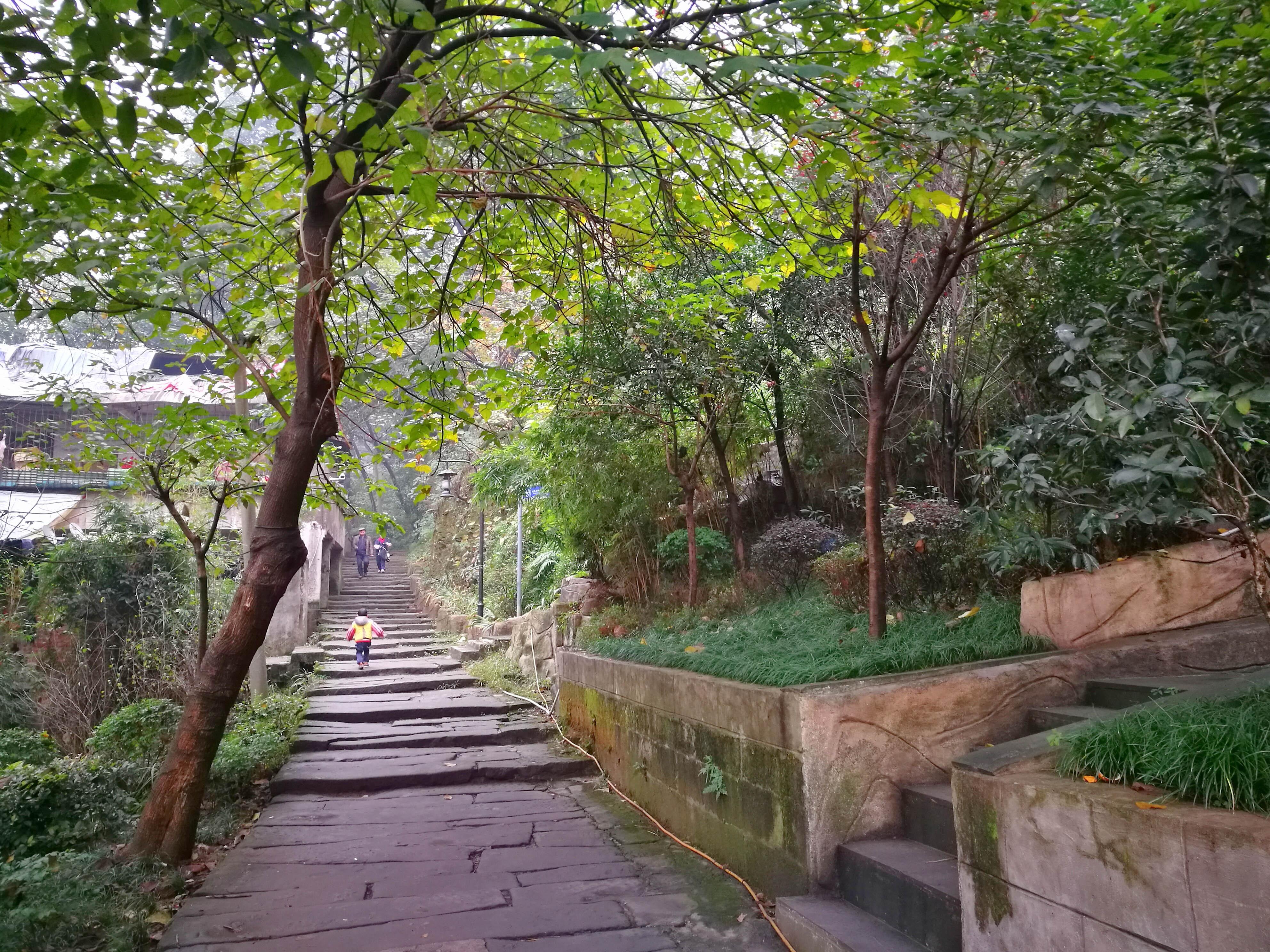 南山南,北秋悲,南山有—黄葛古道