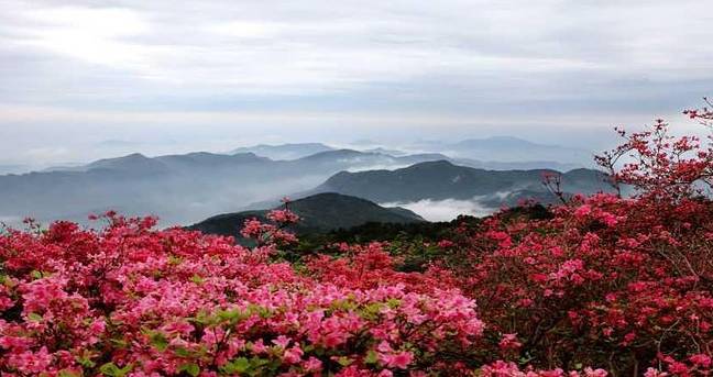 九江市棉船镇,安义古村 杜鹃花 要看杜鹃,小编就不得不提井冈山茨坪