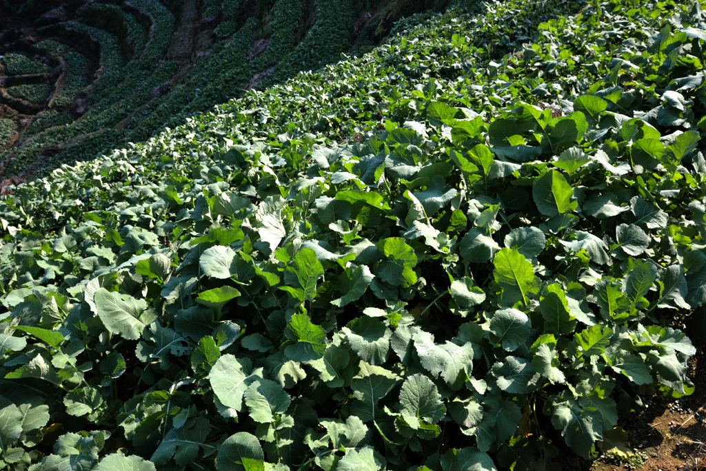 暖冬篁岭油菜格外壮 笑等春来菜花黄