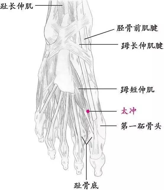 位置:在趾本节上缘,第一,二跖骨之间,跖骨头略后方,位于短伸肌和骨间