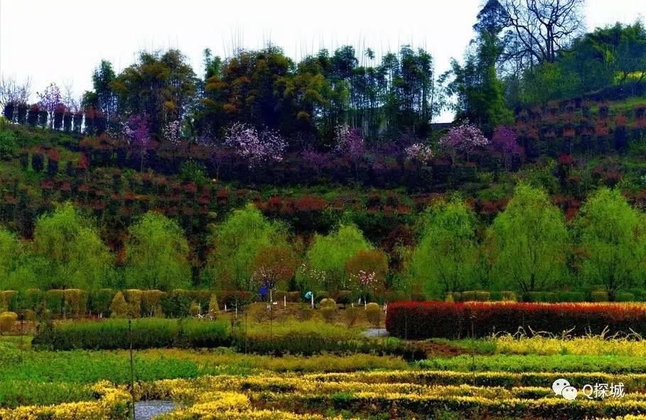 静观花木生态旅游区北碚静观园1寻找腊梅的花香跟随探爷的脚步在这辞