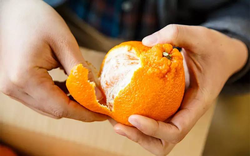 柑橘皮为啥厉害了?秘密在毛孔上