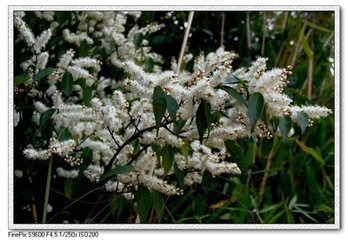 植物小清新:一年花事——山矾