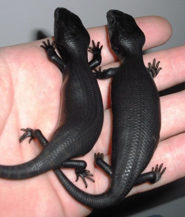 黑蜥蜴,这种在澳大利亚和新西兰最普遍的爬行动物一旦黑化了,当真感觉