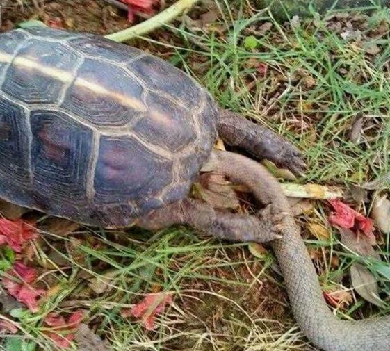 一条蛇偷偷缠住正在睡觉的乌龟,最后竟是这结果!