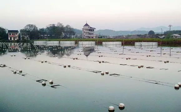 淡水珍珠养殖基地在几千年的中西方历史里,珍珠在所有宝石里具有最