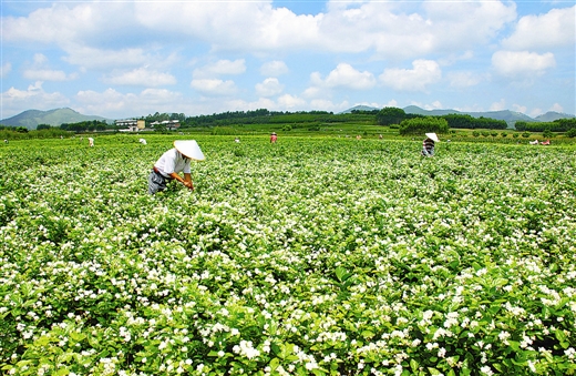 中华茉莉园景区