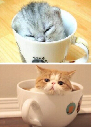 解答迷你宠物茶杯猫的寿命有多长