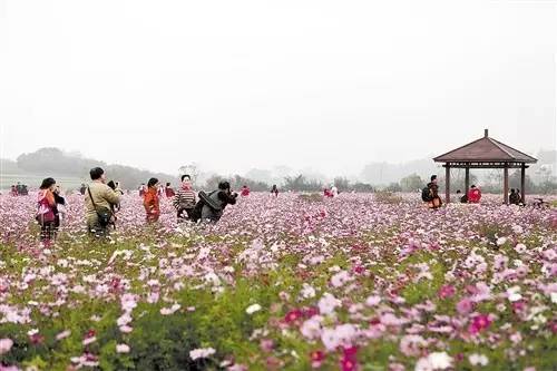 吴圩镇人口_南宁市吴圩镇规划图