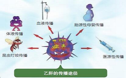 乙肝病毒携带者关心的一些问题