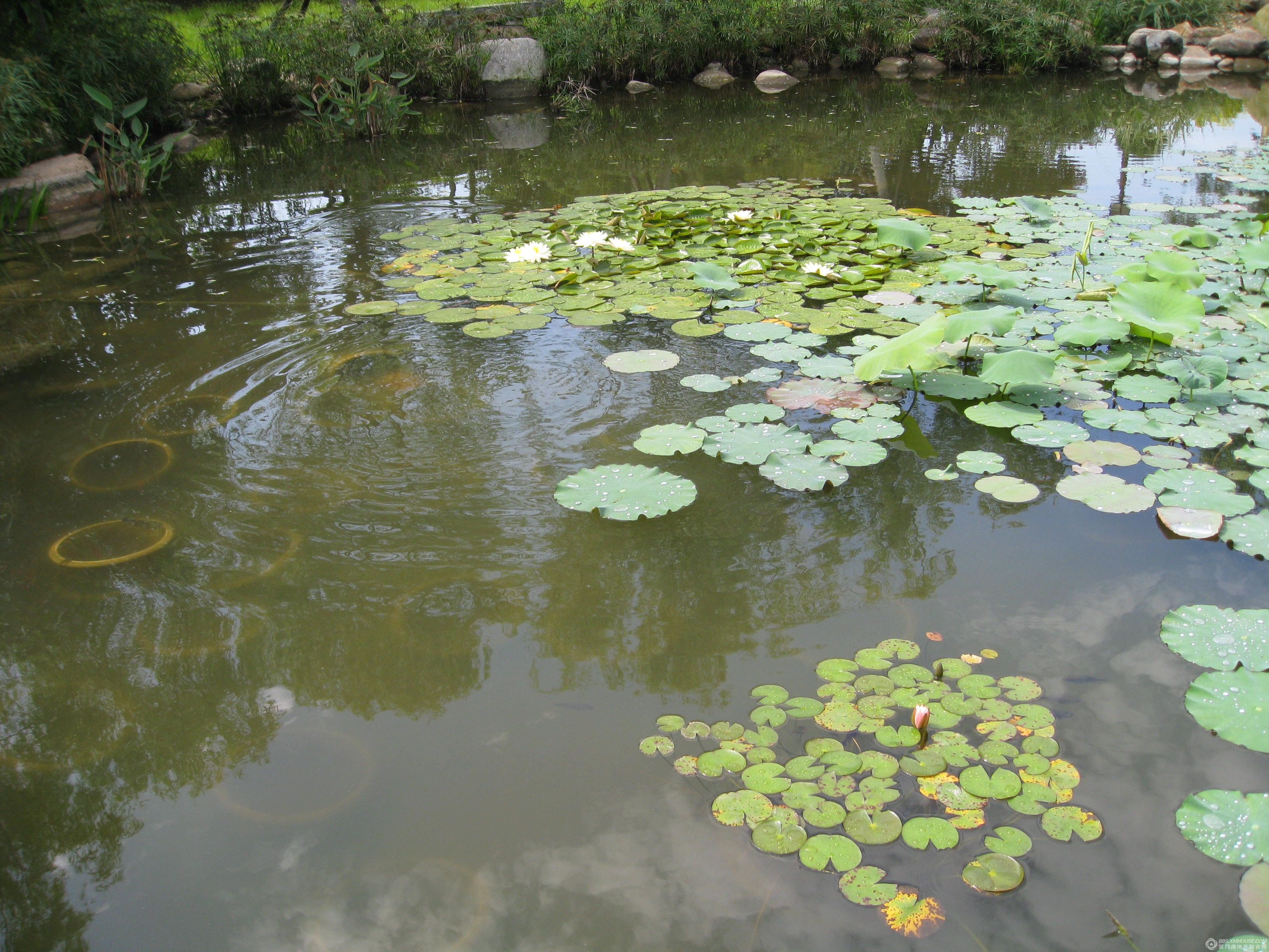 蒋大伟风水顾问:池塘在大门口好不好?