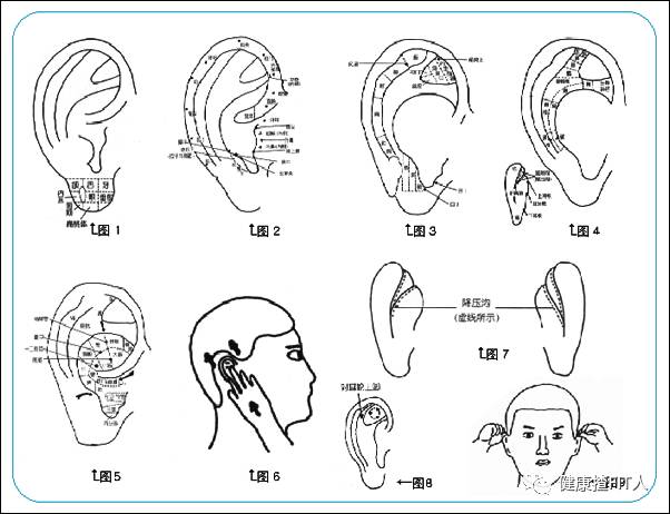 其它 正文  5 全耳按摩法 以食指指腹自三角窝开始摩擦耳甲艇,耳甲腔