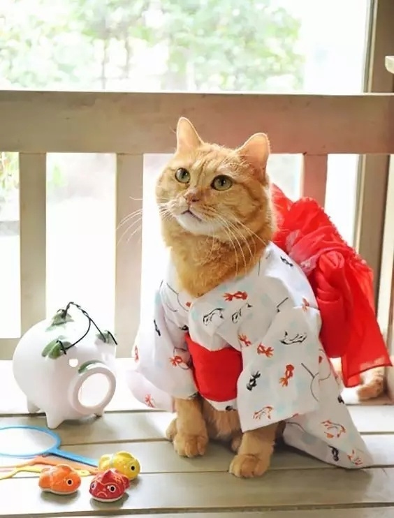 可爱的猫咪服装秀libii祝你新年快乐