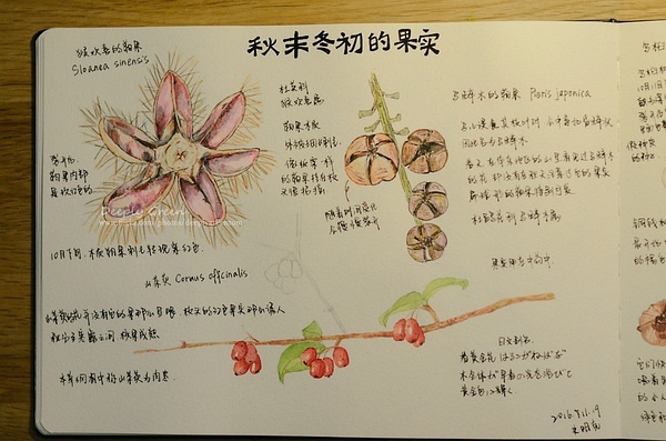 豆瓣日记秋天的果子低调地和你问好自然笔记2016年11月21日